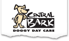 Central Bark Doggy Daycare